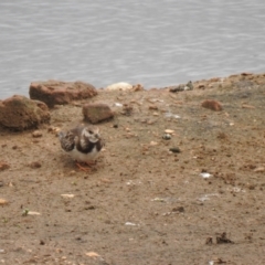 Arenaria interpres (Ruddy Turnstone) at Goulburn, NSW - 16 Oct 2021 by Liam.m