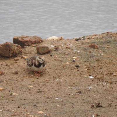 Arenaria interpres (Ruddy Turnstone) at Goulburn, NSW - 16 Oct 2021 by Liam.m