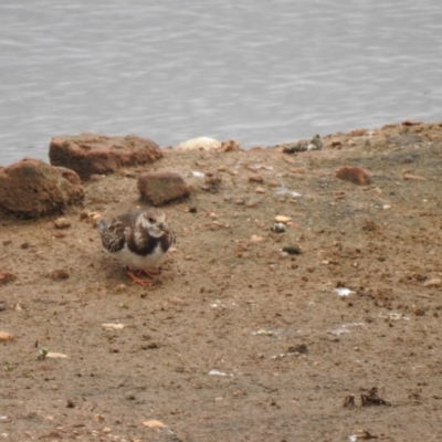 Arenaria interpres (Ruddy Turnstone) at Goulburn Wetlands - 15 Oct 2021 by Liam.m