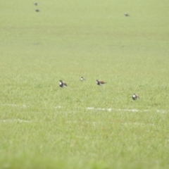 Vanellus tricolor (Banded Lapwing) at Wollogorang, NSW - 16 Oct 2021 by Liam.m