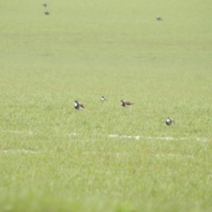 Vanellus tricolor at Wollogorang, NSW - suppressed