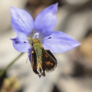 Ocybadistes walkeri at Hawker, ACT - 17 Oct 2021