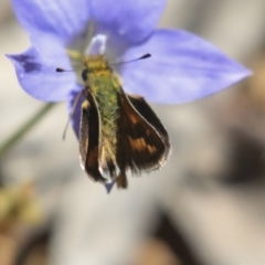 Ocybadistes walkeri at Hawker, ACT - 17 Oct 2021