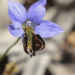 Ocybadistes walkeri at Hawker, ACT - 17 Oct 2021