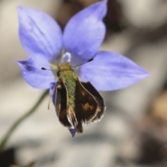 Ocybadistes walkeri at Hawker, ACT - 17 Oct 2021