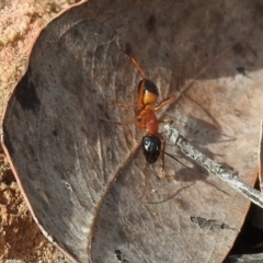 Camponotus consobrinus (Banded sugar ant) at Yarrow, NSW - 11 Oct 2021 by Liam.m
