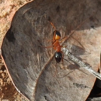 Camponotus consobrinus (Banded sugar ant) at Yarrow, NSW - 11 Oct 2021 by Liam.m