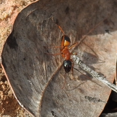 Camponotus consobrinus (Banded sugar ant) at Yarrow, NSW - 10 Oct 2021 by Liam.m