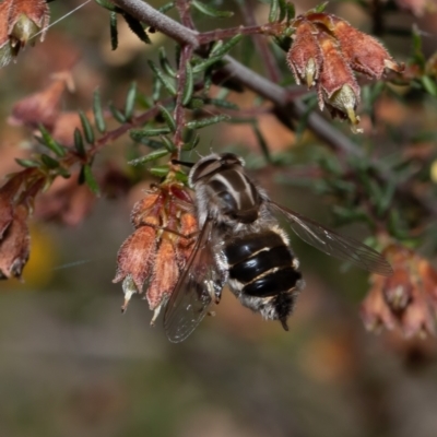 Trichophthalma laetilinea (Tangled Vein Fly) at Point 5058 - 18 Oct 2021 by Roger