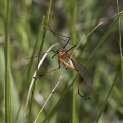 Harpobittacus australis (Hangingfly) at The Pinnacle - 16 Oct 2021 by AlisonMilton