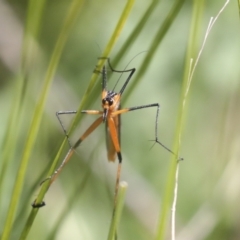 Harpobittacus australis at Hawker, ACT - 17 Oct 2021 10:41 AM