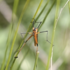 Harpobittacus australis at Hawker, ACT - 17 Oct 2021 10:41 AM