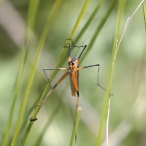 Harpobittacus australis at Hawker, ACT - 17 Oct 2021 10:41 AM