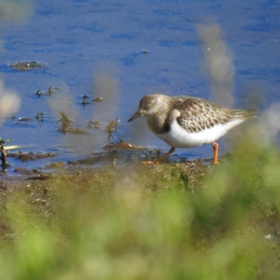 Arenaria interpres (Ruddy Turnstone) at Goulburn, NSW - 17 Oct 2021 by Liam.m