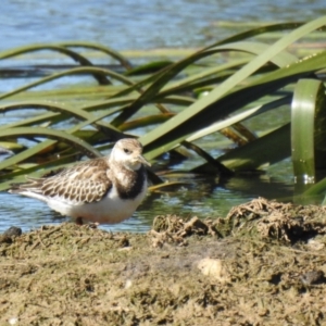 Arenaria interpres at Goulburn, NSW - 17 Oct 2021