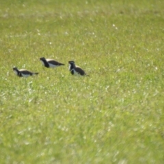 Vanellus tricolor (Banded Lapwing) at Wollogorang, NSW - 17 Oct 2021 by Liam.m