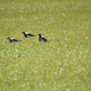 Vanellus tricolor at Wollogorang, NSW - 17 Oct 2021