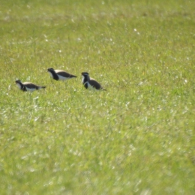 Vanellus tricolor (Banded Lapwing) at Wollogorang, NSW - 17 Oct 2021 by Liam.m