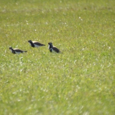 Vanellus tricolor (Banded Lapwing) at Wollogorang, NSW - 16 Oct 2021 by Liam.m