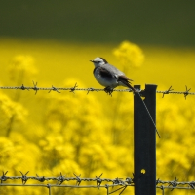 Epthianura albifrons (White-fronted Chat) at Wollogorang, NSW - 17 Oct 2021 by Liam.m