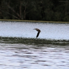 Malacorhynchus membranaceus (Pink-eared Duck) at Wonga Wetlands - 16 Oct 2021 by KylieWaldon