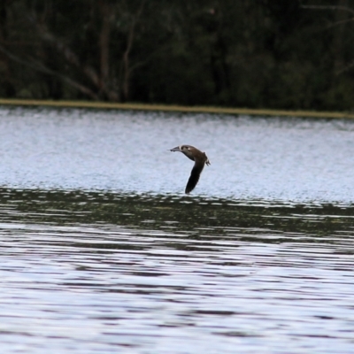 Malacorhynchus membranaceus (Pink-eared Duck) at Wonga Wetlands - 16 Oct 2021 by KylieWaldon