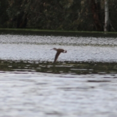 Malacorhynchus membranaceus at Splitters Creek, NSW - 16 Oct 2021 08:28 AM