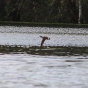 Malacorhynchus membranaceus at Splitters Creek, NSW - 16 Oct 2021 08:28 AM