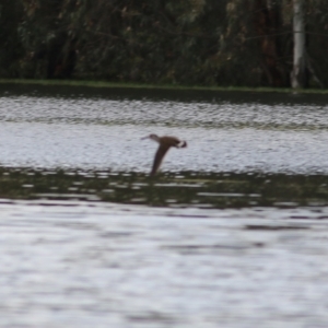 Malacorhynchus membranaceus at Splitters Creek, NSW - 16 Oct 2021 08:28 AM