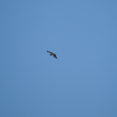 Hieraaetus morphnoides (Little Eagle) at Wollogorang, NSW - 17 Oct 2021 by Liam.m