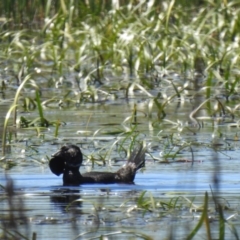 Biziura lobata (Musk Duck) at Wollogorang, NSW - 17 Oct 2021 by Liam.m