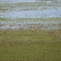 Vanellus tricolor (Banded Lapwing) at Lake George, NSW - 17 Oct 2021 by Liam.m