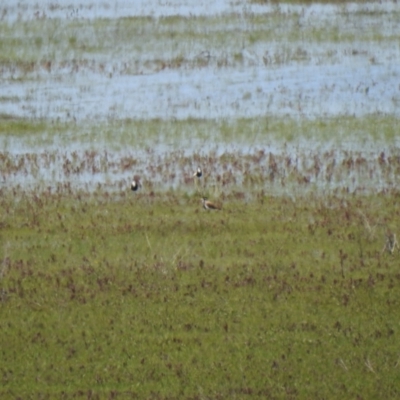 Vanellus tricolor (Banded Lapwing) at QPRC LGA - 17 Oct 2021 by Liam.m