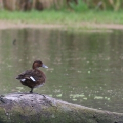 Aythya australis (Hardhead) at Albury - 15 Oct 2021 by KylieWaldon