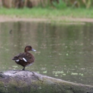 Aythya australis at Splitters Creek, NSW - 16 Oct 2021 08:17 AM