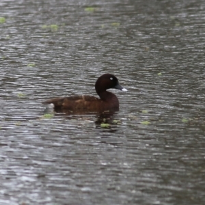 Aythya australis at Splitters Creek, NSW - 16 Oct 2021 08:17 AM