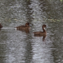 Aythya australis at Splitters Creek, NSW - 16 Oct 2021