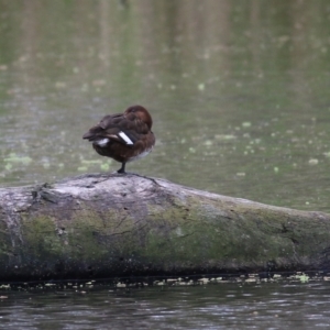 Aythya australis at Splitters Creek, NSW - 16 Oct 2021 08:17 AM