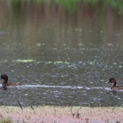 Aythya australis at Splitters Creek, NSW - 16 Oct 2021 08:17 AM
