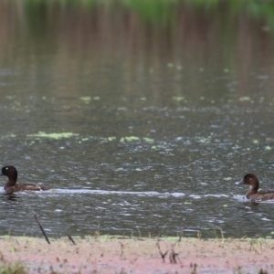Aythya australis at Splitters Creek, NSW - 16 Oct 2021 08:17 AM