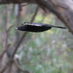 Corcorax melanorhamphos (White-winged Chough) at Wonga Wetlands - 15 Oct 2021 by KylieWaldon