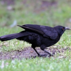 Corcorax melanorhamphos at Splitters Creek, NSW - 16 Oct 2021 08:06 AM