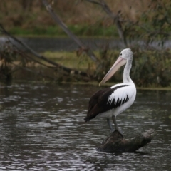 Pelecanus conspicillatus (Australian Pelican) at Wonga Wetlands - 15 Oct 2021 by KylieWaldon