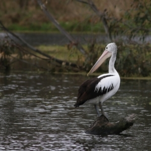 Pelecanus conspicillatus at Splitters Creek, NSW - 16 Oct 2021 08:18 AM