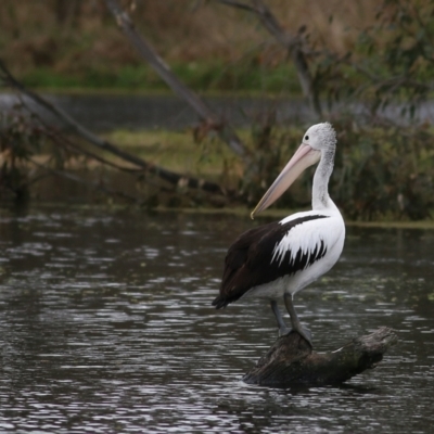 Pelecanus conspicillatus (Australian Pelican) at Albury - 15 Oct 2021 by KylieWaldon