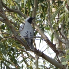 Coracina novaehollandiae (Black-faced Cuckooshrike) at Jerrabomberra, NSW - 18 Oct 2021 by SteveBorkowskis