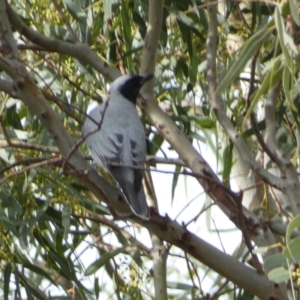 Coracina novaehollandiae at Jerrabomberra, NSW - 18 Oct 2021