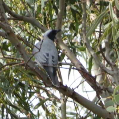 Coracina novaehollandiae (Black-faced Cuckooshrike) at Jerrabomberra, NSW - 18 Oct 2021 by SteveBorkowskis