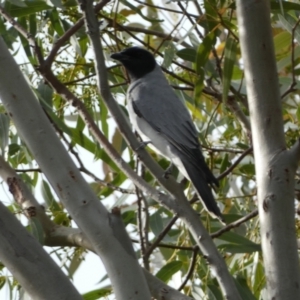 Coracina novaehollandiae at Jerrabomberra, NSW - 18 Oct 2021