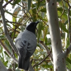 Coracina novaehollandiae at Jerrabomberra, NSW - 18 Oct 2021